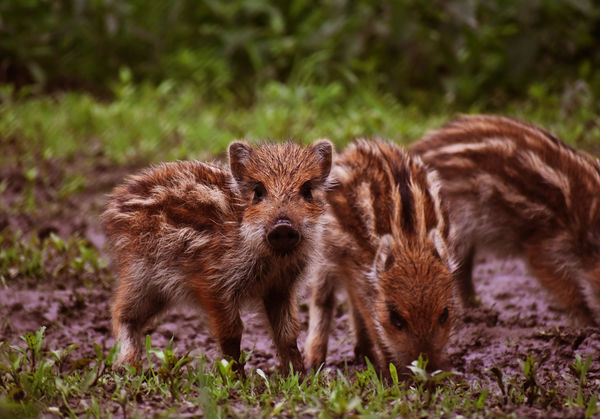 Kis vadmalacok a szórón