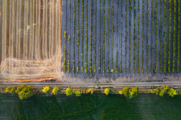 Szőlő és szántó