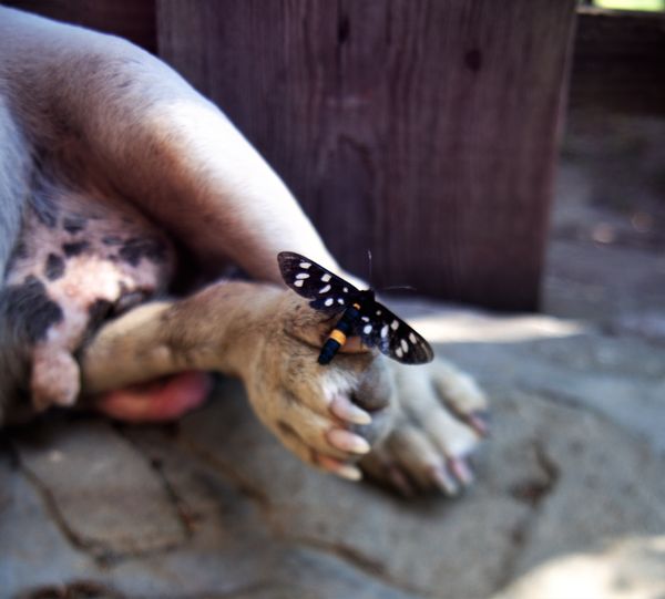 A természet házhoz repül.