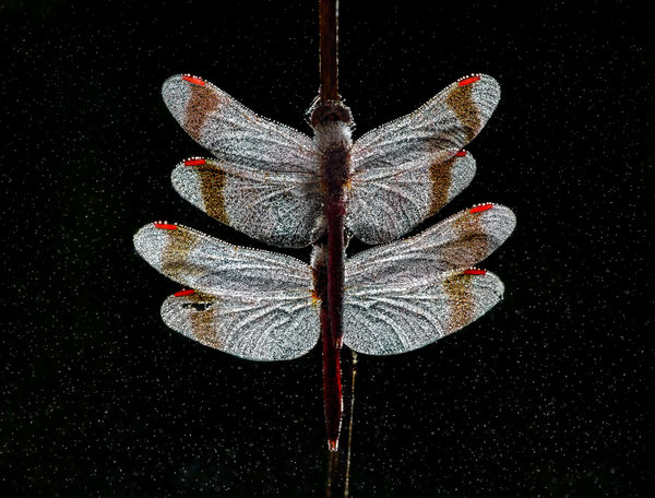 Két tündér a hajnalban