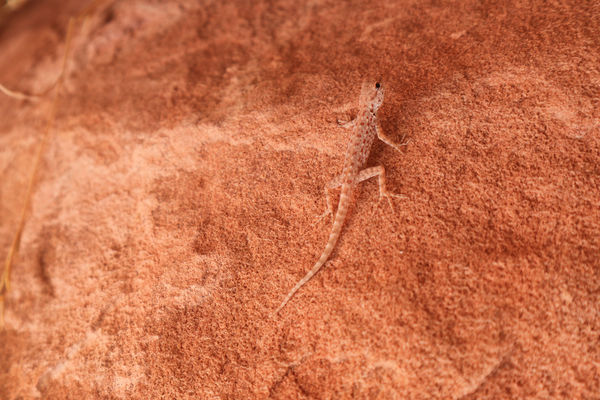 Környezetbe olvadva