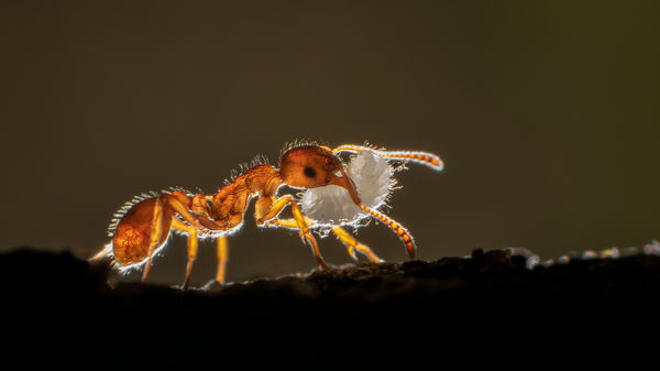 Erdei bütyköshangya