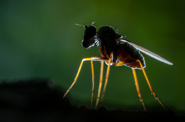 Szúnyoglábú légy