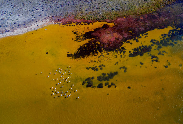 Flamingók színesben