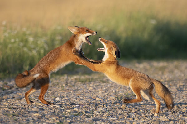 A kis rókák játéka