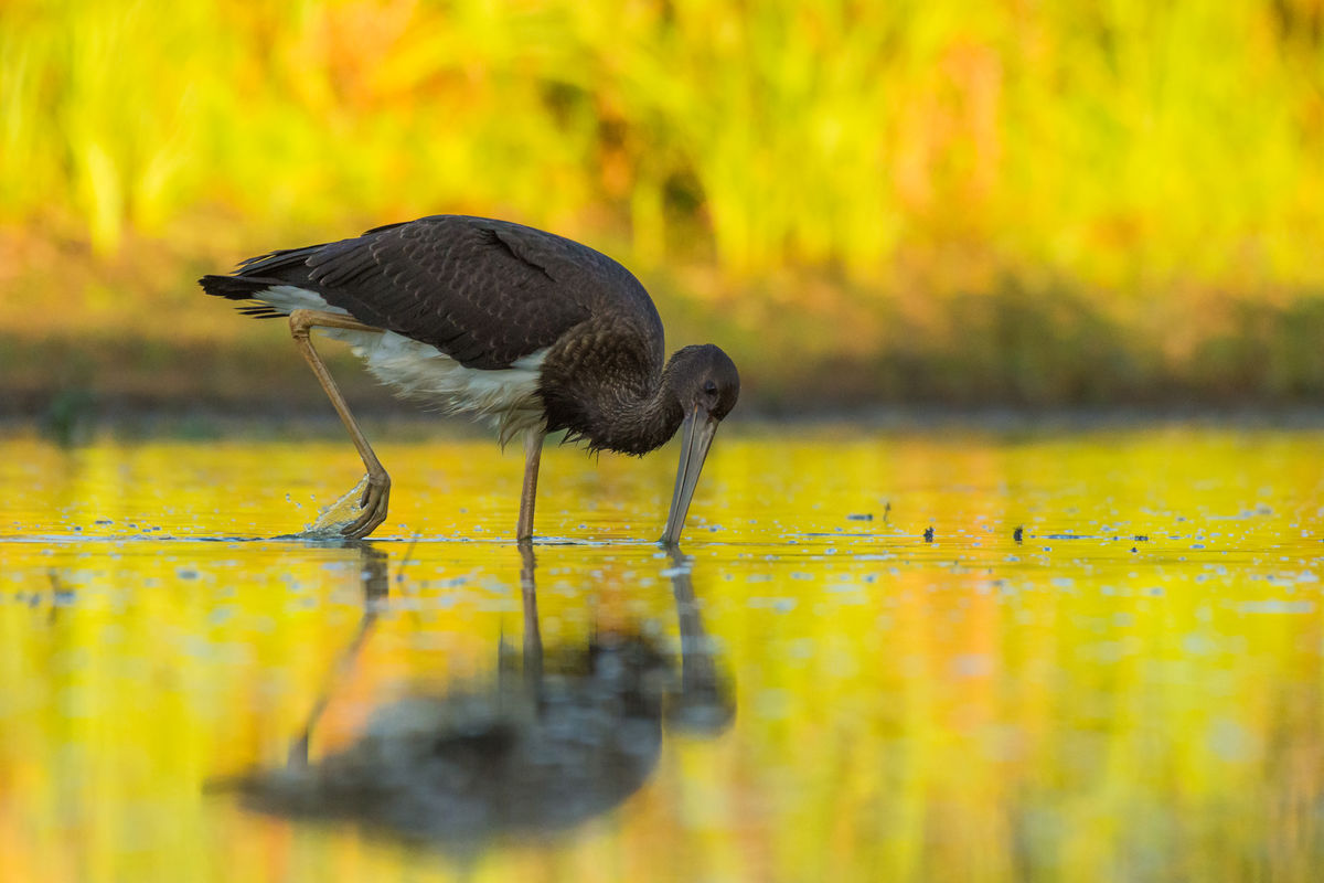 Szakolczai Krisztina