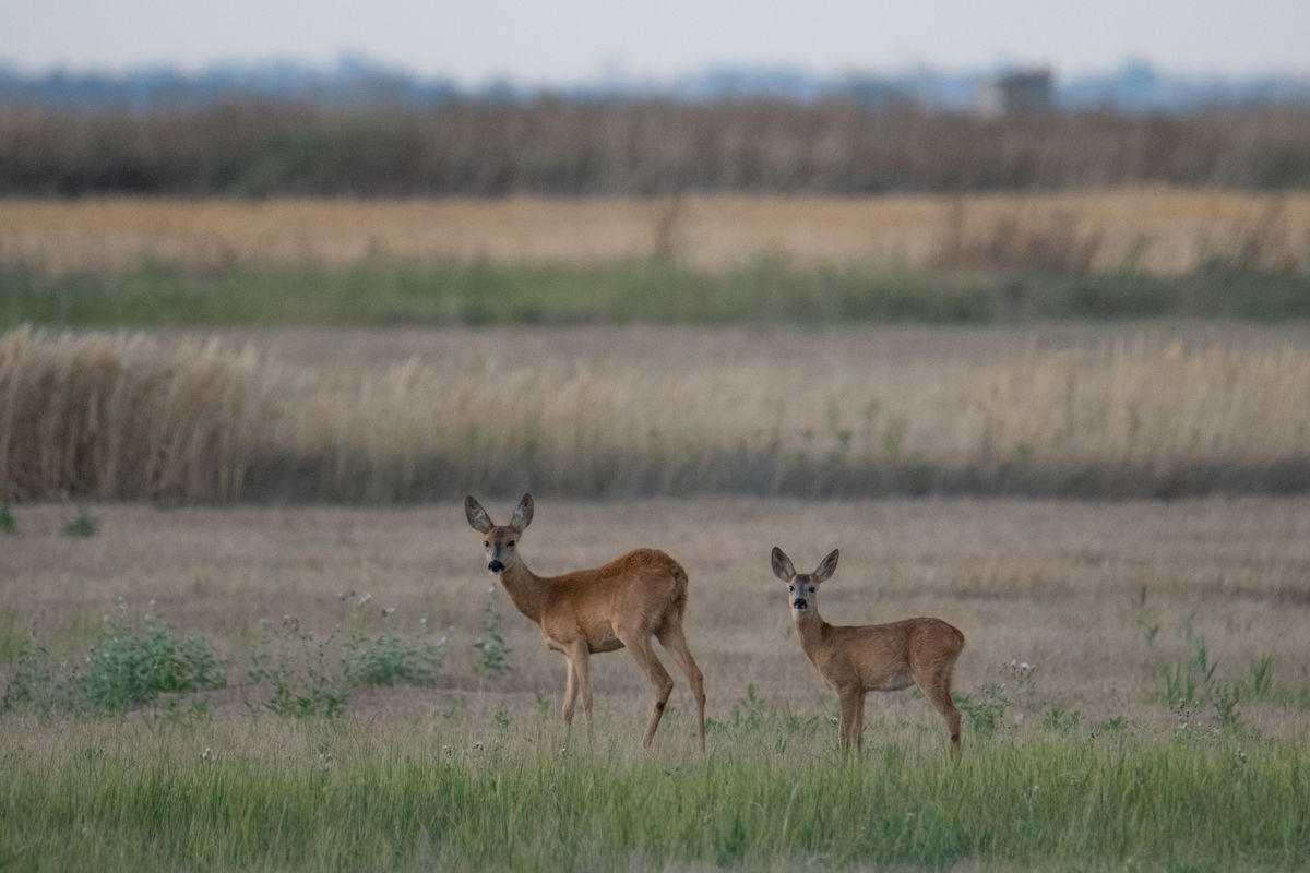 Gémné Kovács Anita
