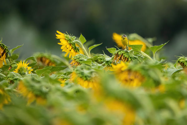 Sárga billegető napraforgón