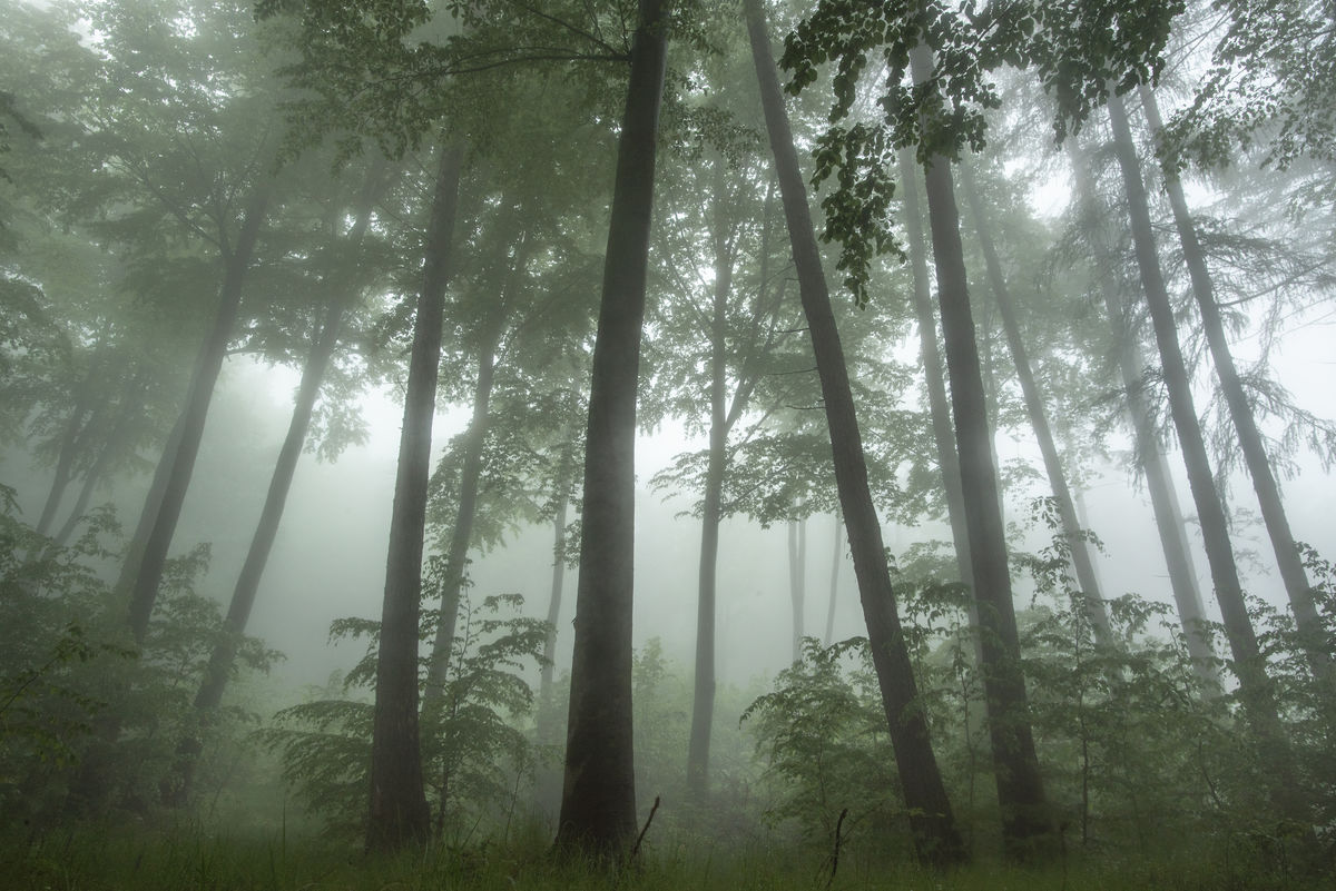 Darányiné Bakos Éva