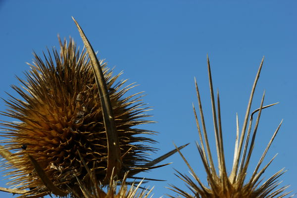 Héjjakút mácsonya