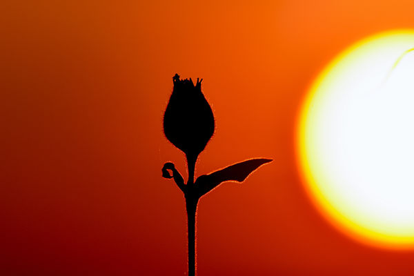 Esti forgalomirányító