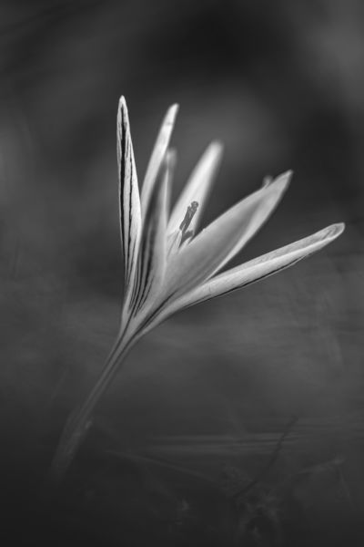 Tarka sáfrány fekete fehérben