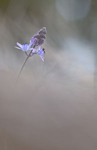 Az ősz csillagai - őszi csillagvirág