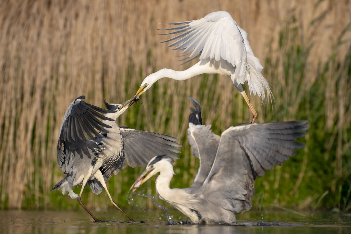 Szentkirályi Ádám