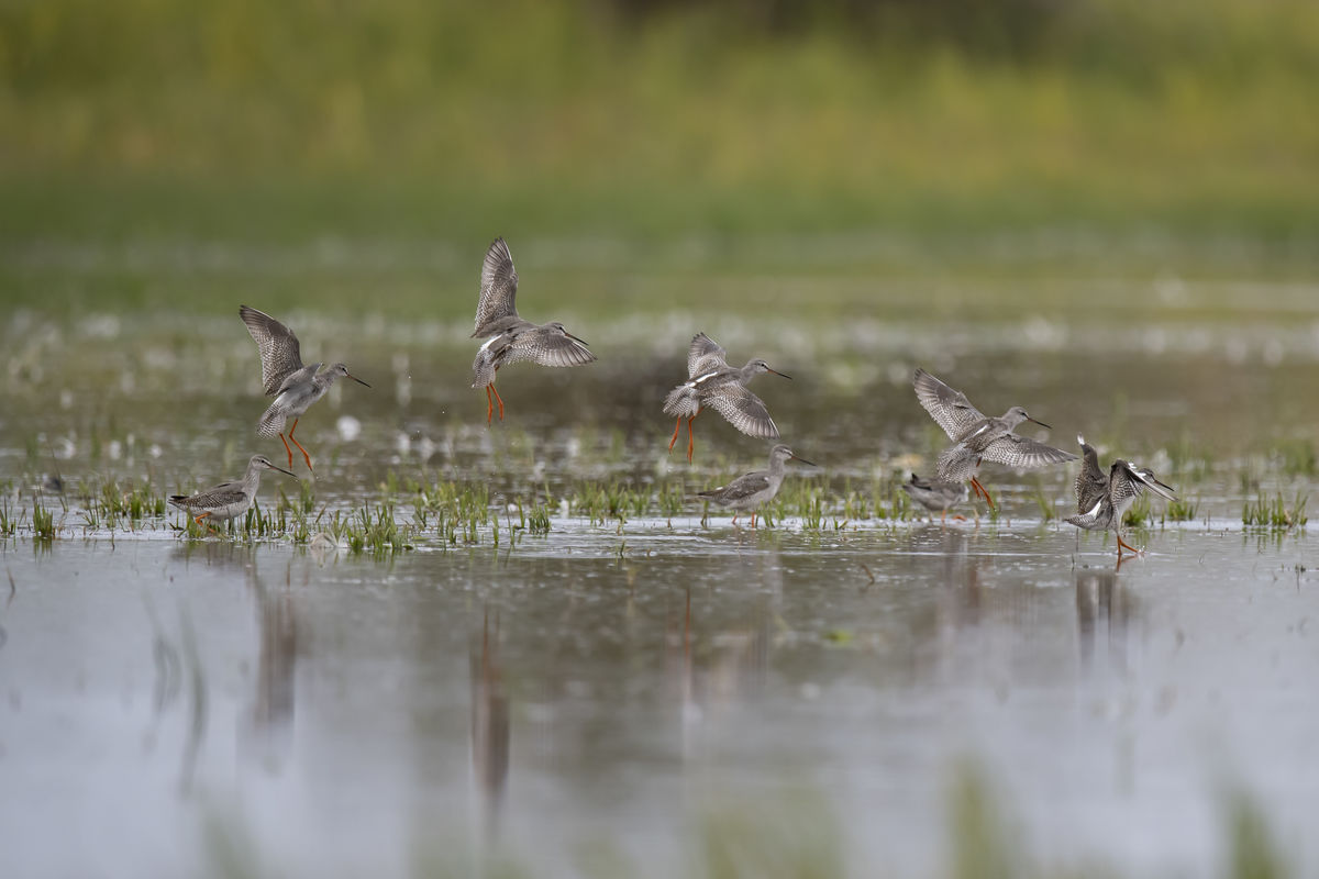 Szentkirályi Ádám
