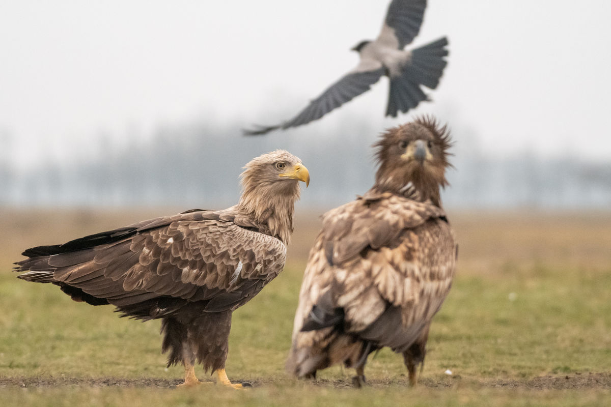 Gémné Kovács Anita