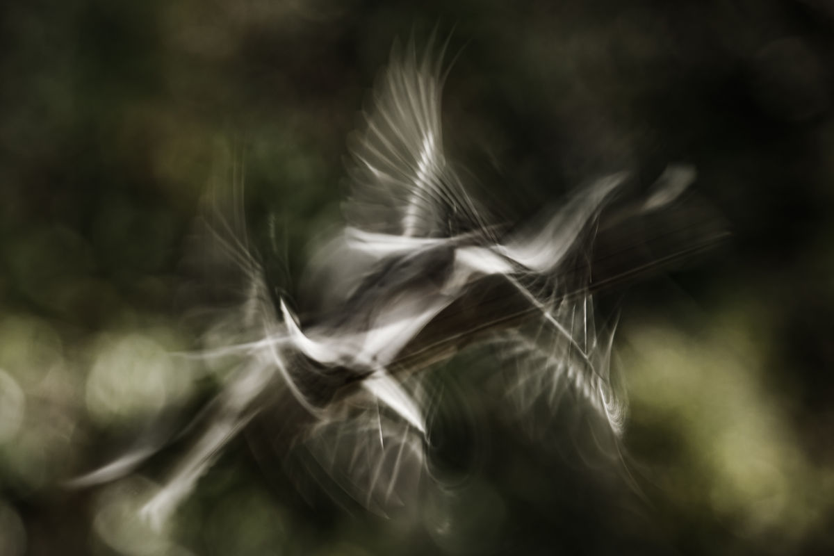 Gyenti-Kálvin Kinga