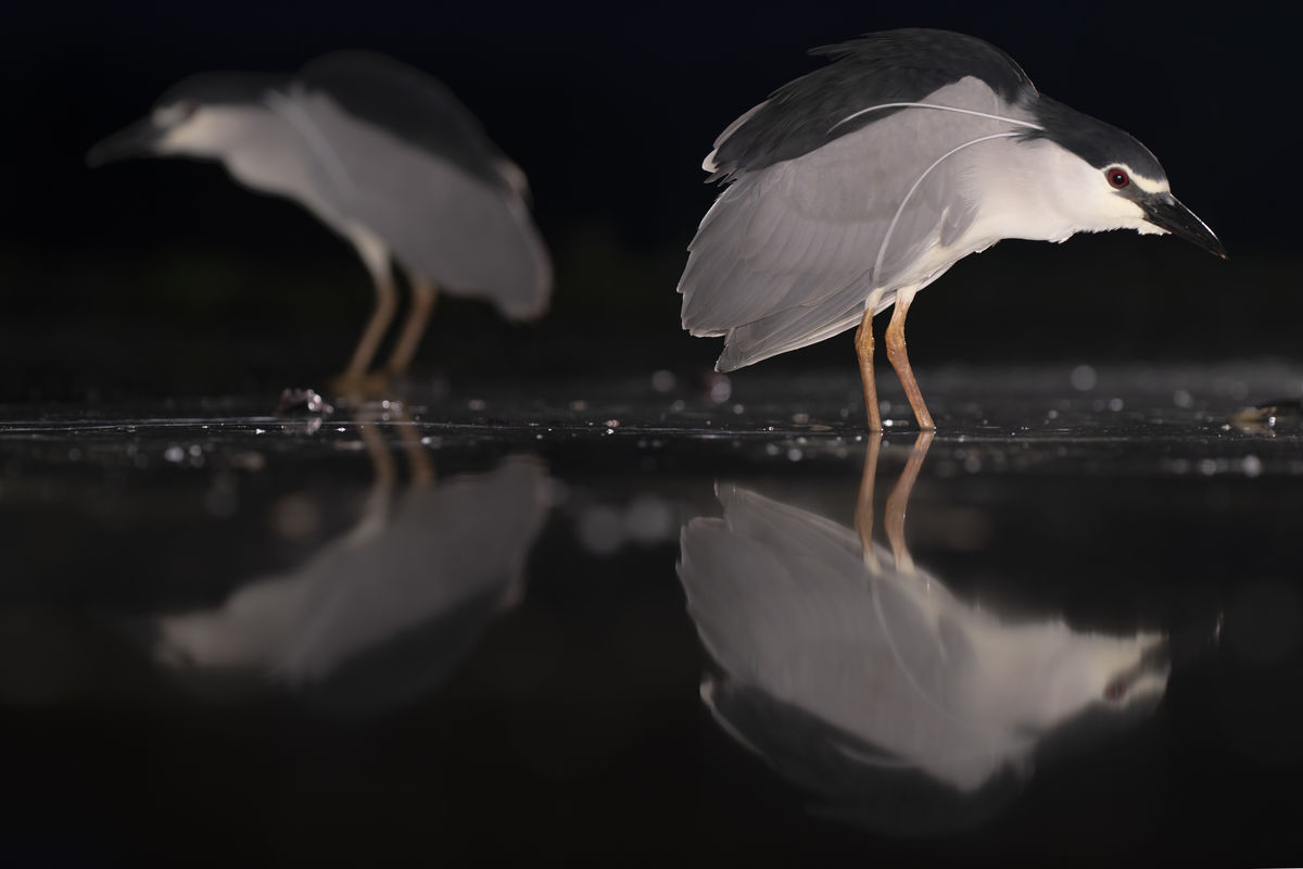 Szentkirályi Ádám