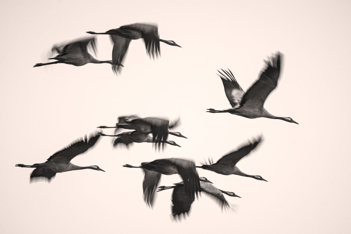 Gémné Kovács Anita