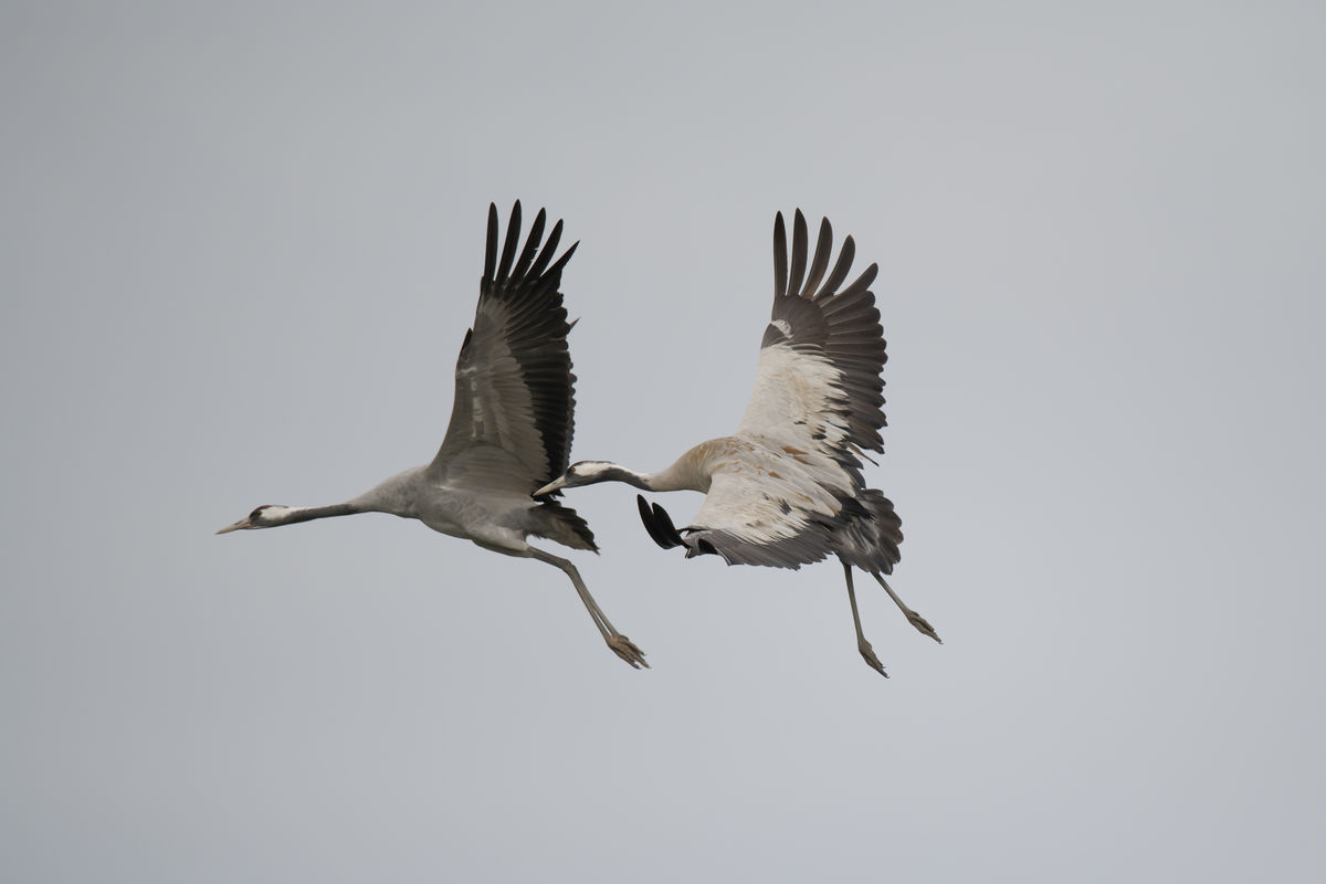 Szentkirályi Ádám