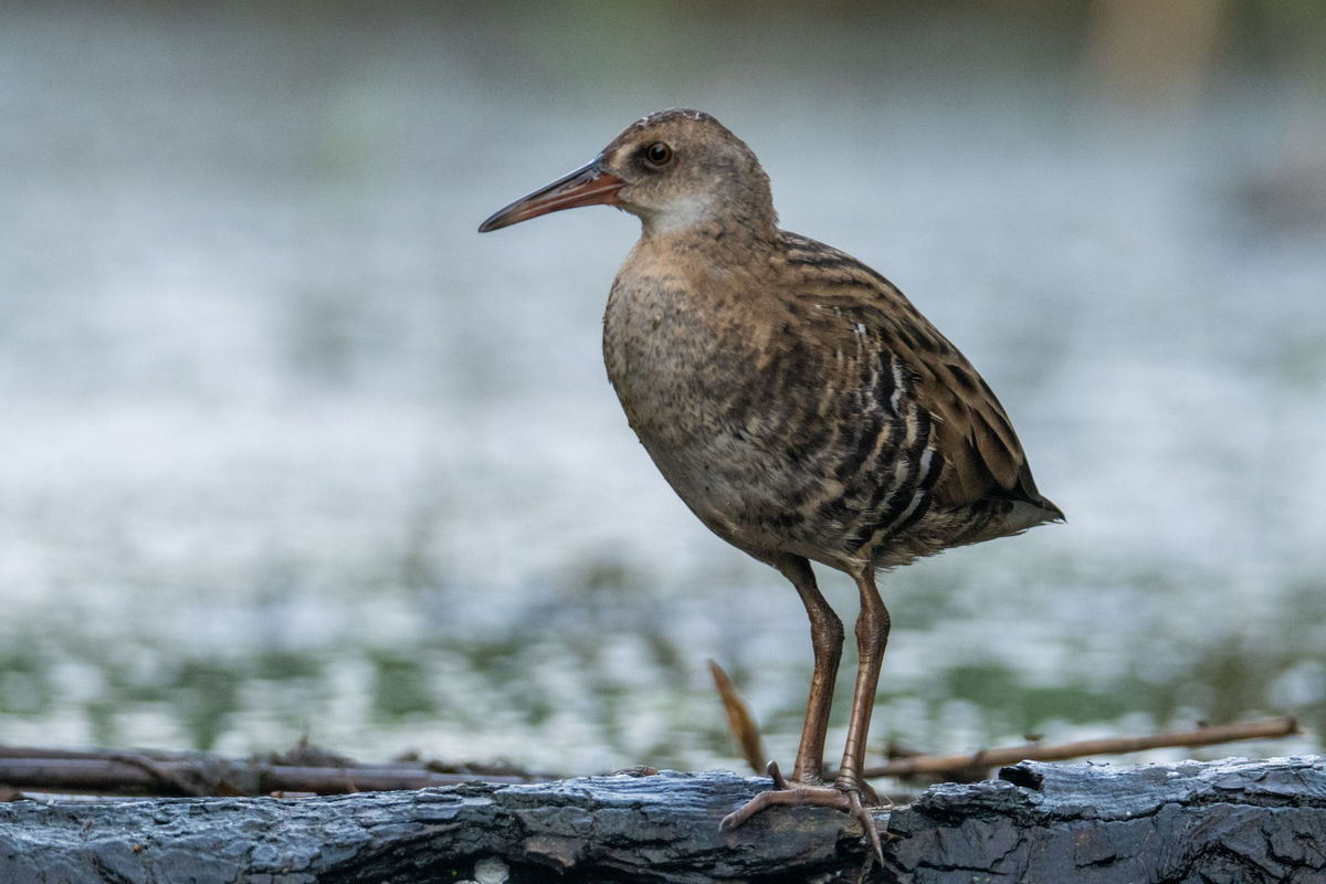Gémné Kovács Anita