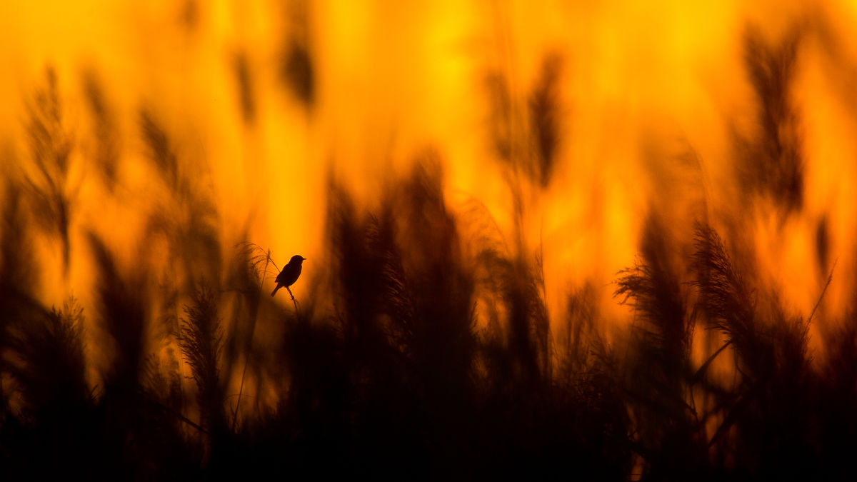 Koncz-Bisztricz Tamás