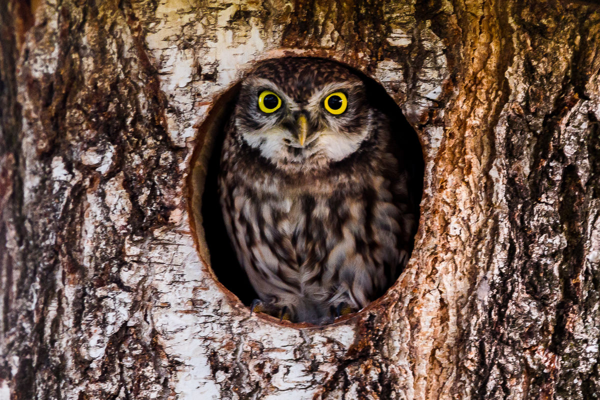 Koncz-Bisztricz Tamás