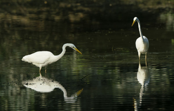 koncentráló kócsagok