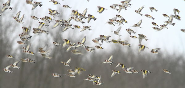 Téli csapatösszevonás