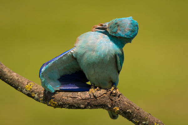 Ekkora gyíkot fogtam!