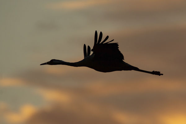 Darumadár fenn az égen