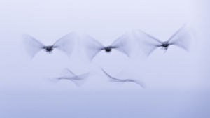 Alakzatban Alakzatban