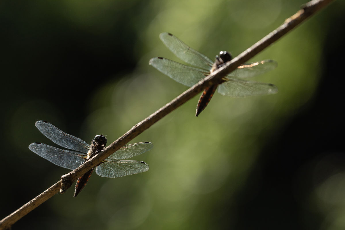 Darányiné Bakos Éva