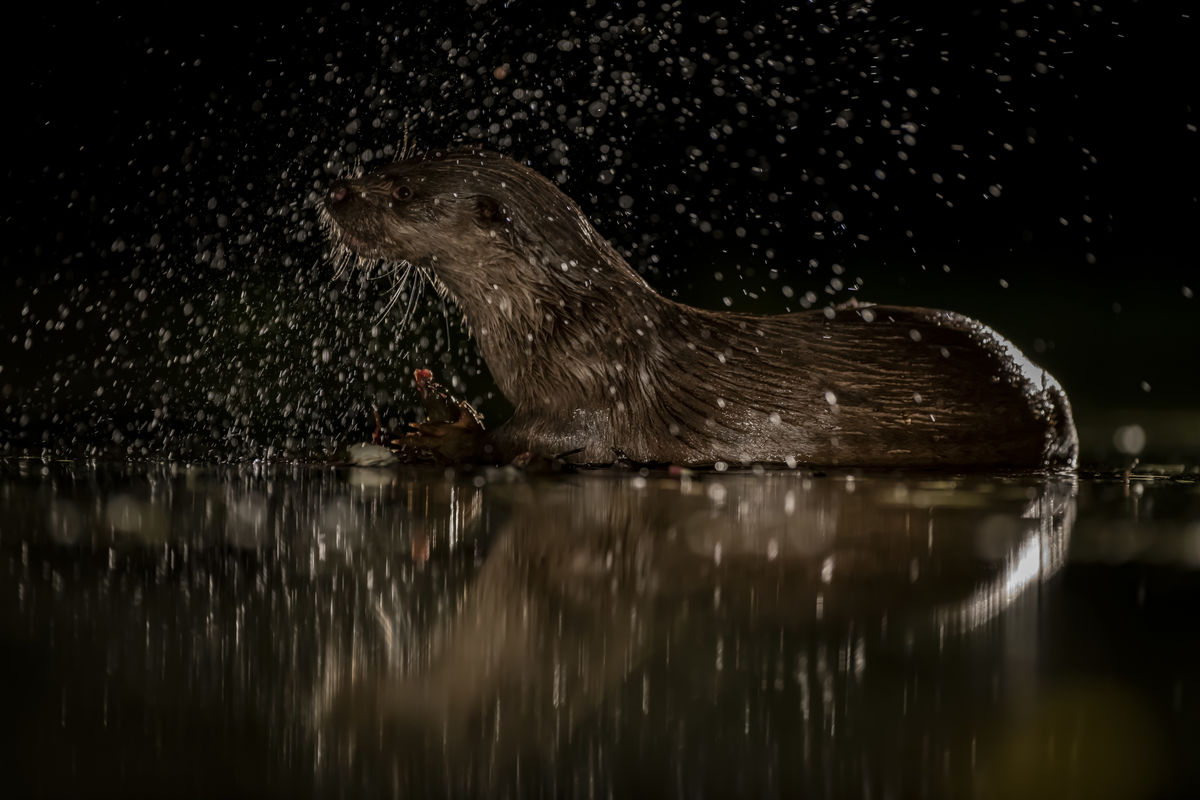 Szentkirályi Ádám