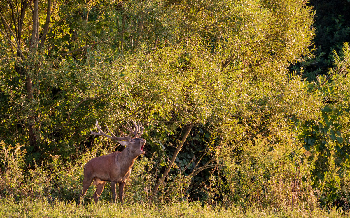 Benke Péter Valentin