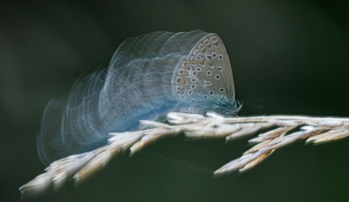 Gyenti-Kálvin Kinga