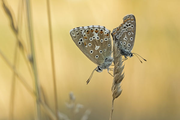 Már szakadoznak a lepkeszárnyak