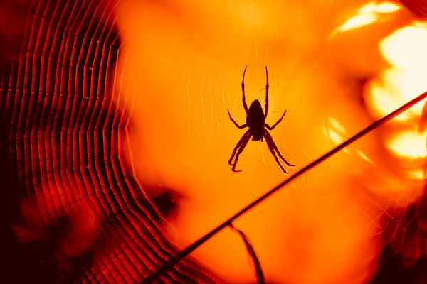 Várakozás a napkeltében