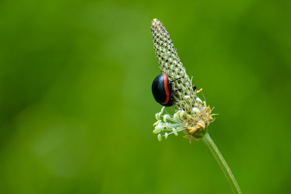 Pirosszegélyű levélbogár