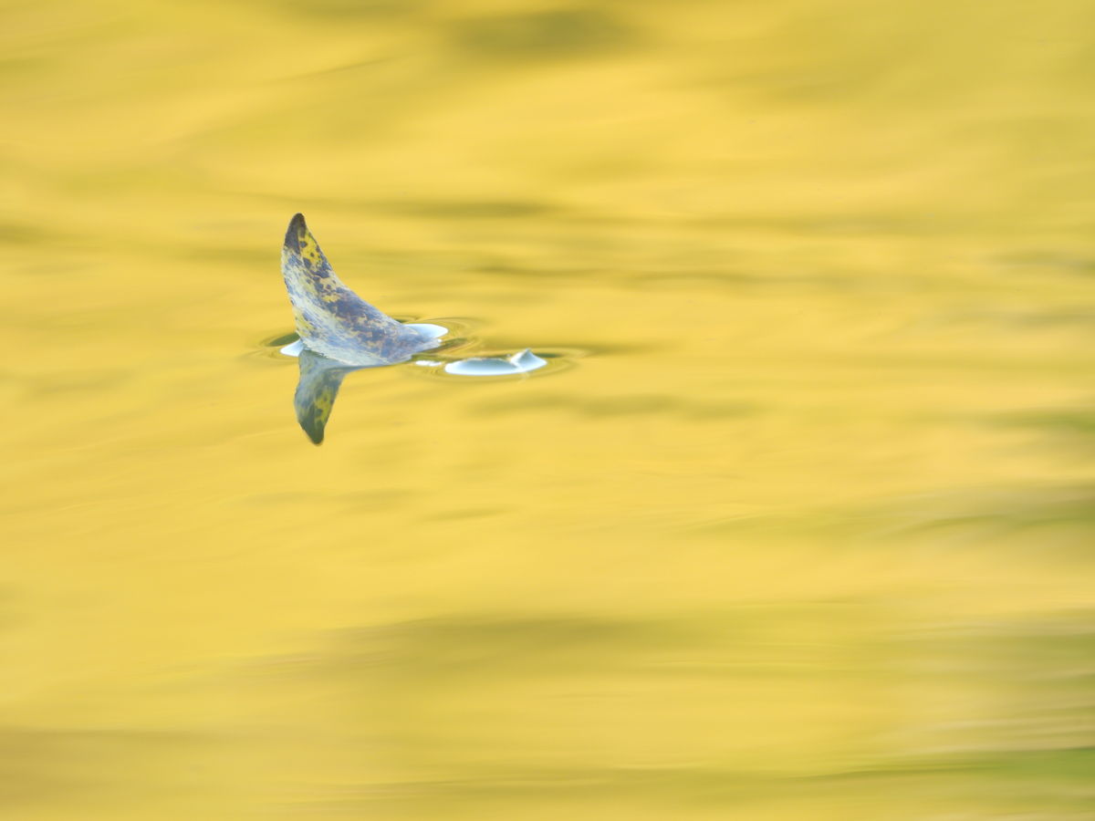 Kónya Máté Bertalan