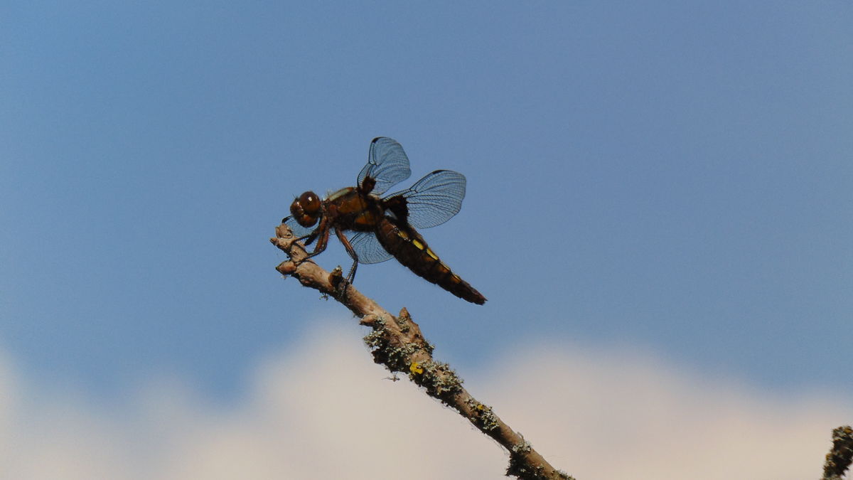 Kónya Máté Bertalan