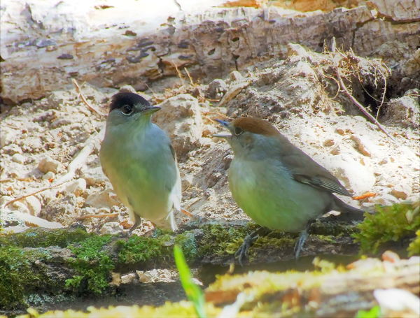 Amikor az asszony leüvölti a fejed.