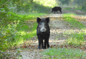 Látlak téged  Látlak téged