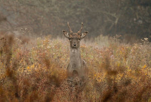 A jövő reménysége A jövő reménysége