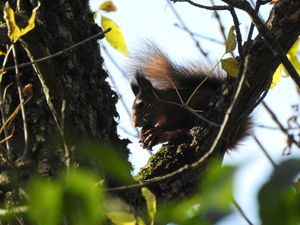 Kész a vacsora Kész a vacsora