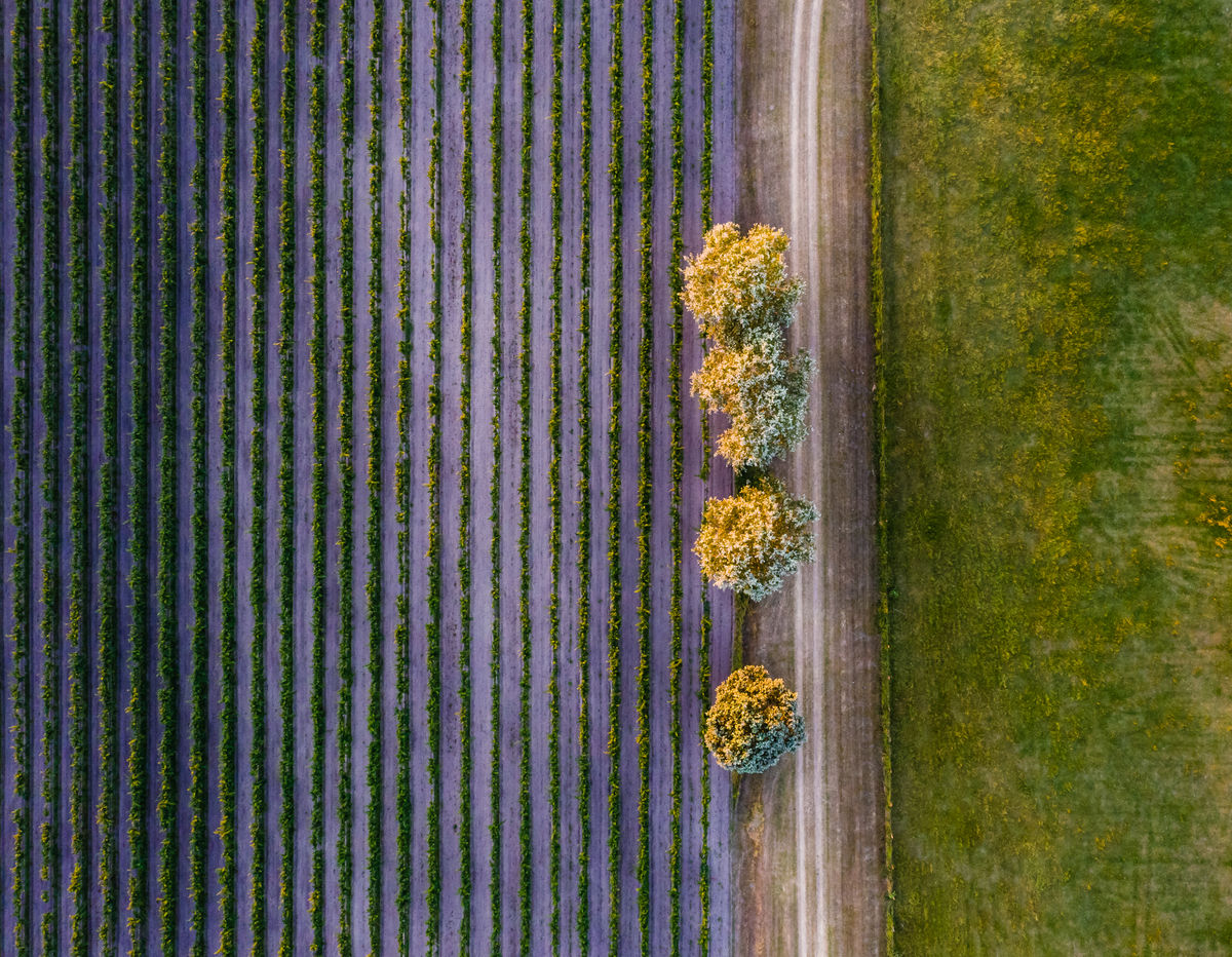 Szakolczai Krisztina