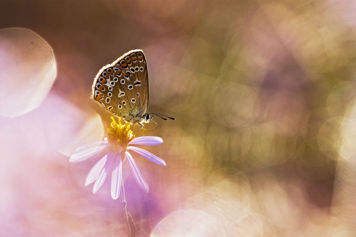 Sándor-Tóth Zsuzsanna