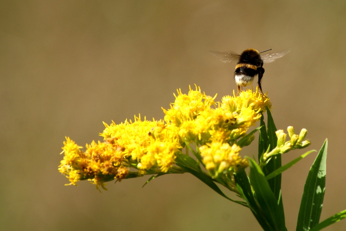 Laczkó-Magyar György