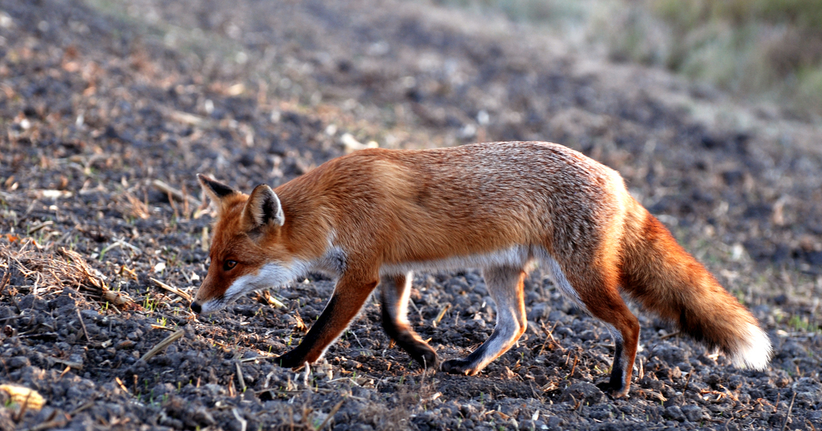 Gaál Zoltán Péter