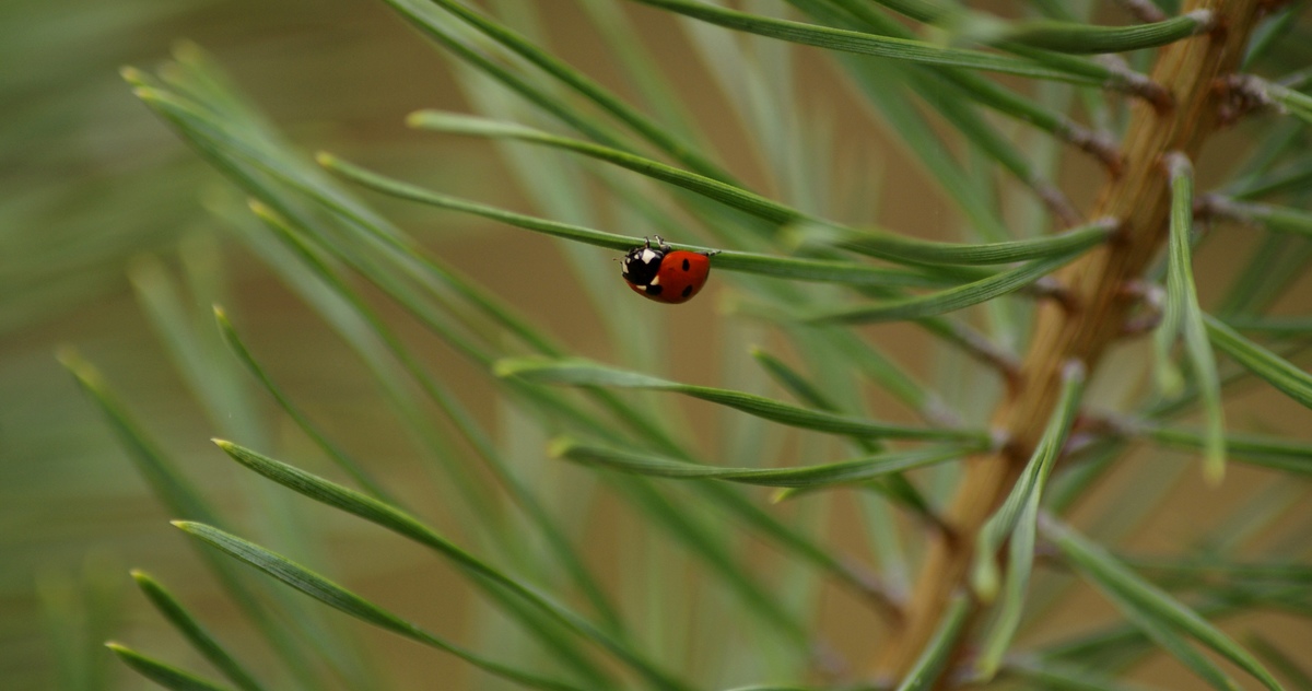 Laczkó-Magyar György